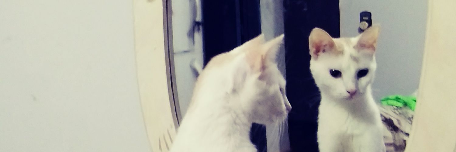 TomPuchoCiro's profile banner image