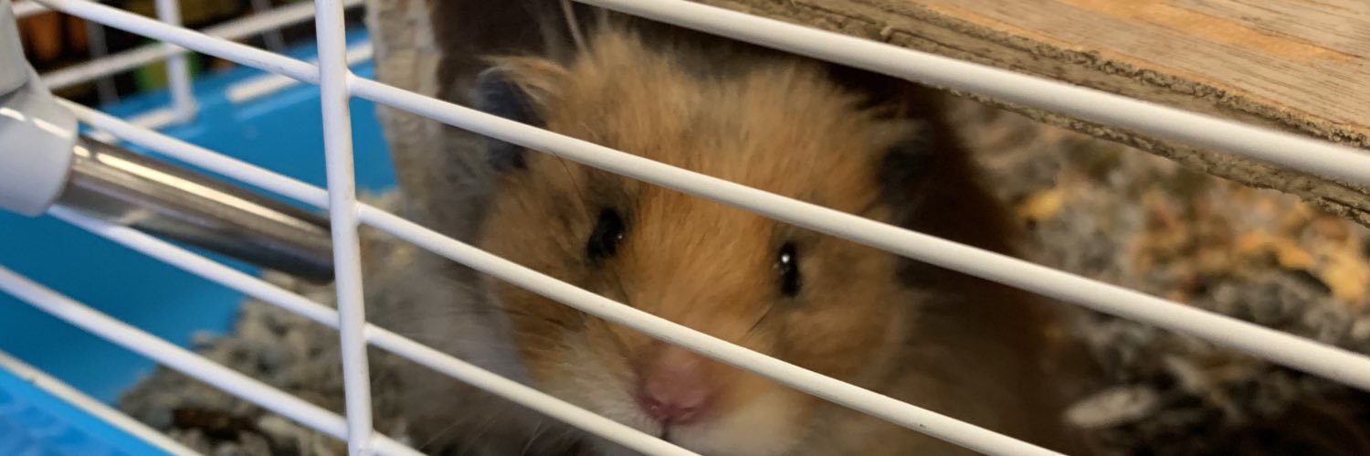 abbieko_'s profile banner image