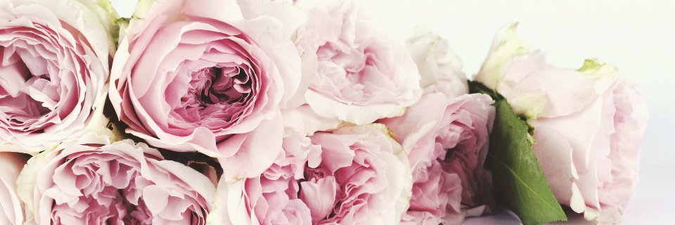HarrityCommaMae's profile banner image