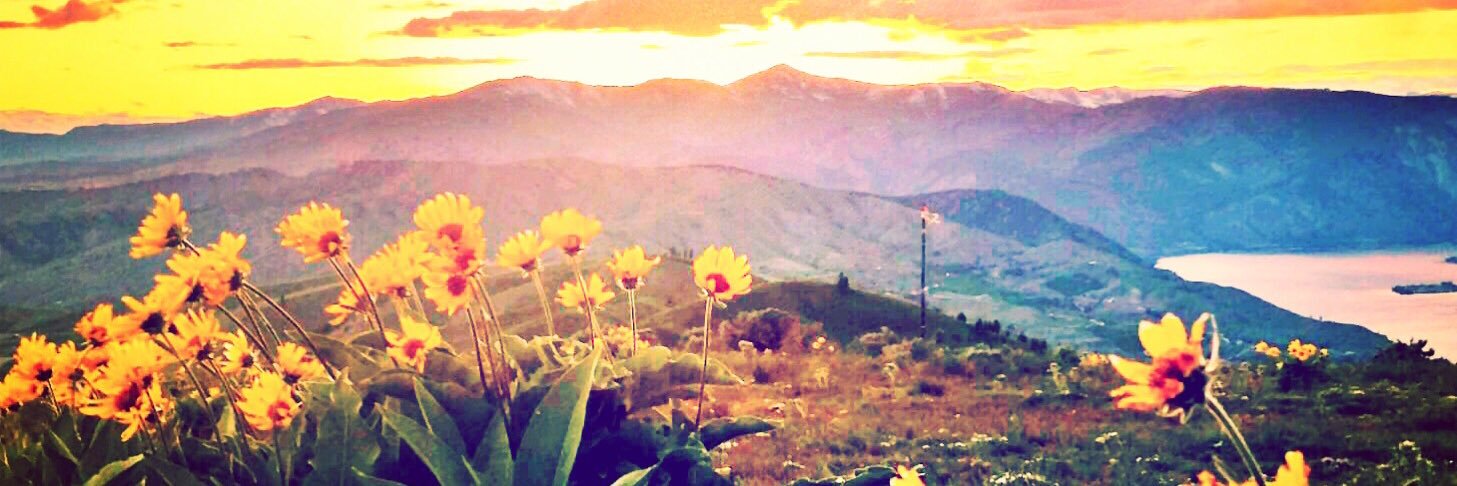 Jennifer Calvario banner