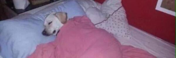 GOLJENO's profile banner image