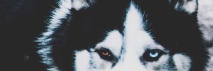 l9_ia's profile banner image