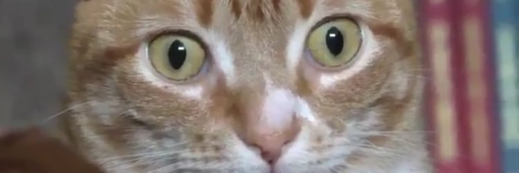 cklemmster's profile banner image