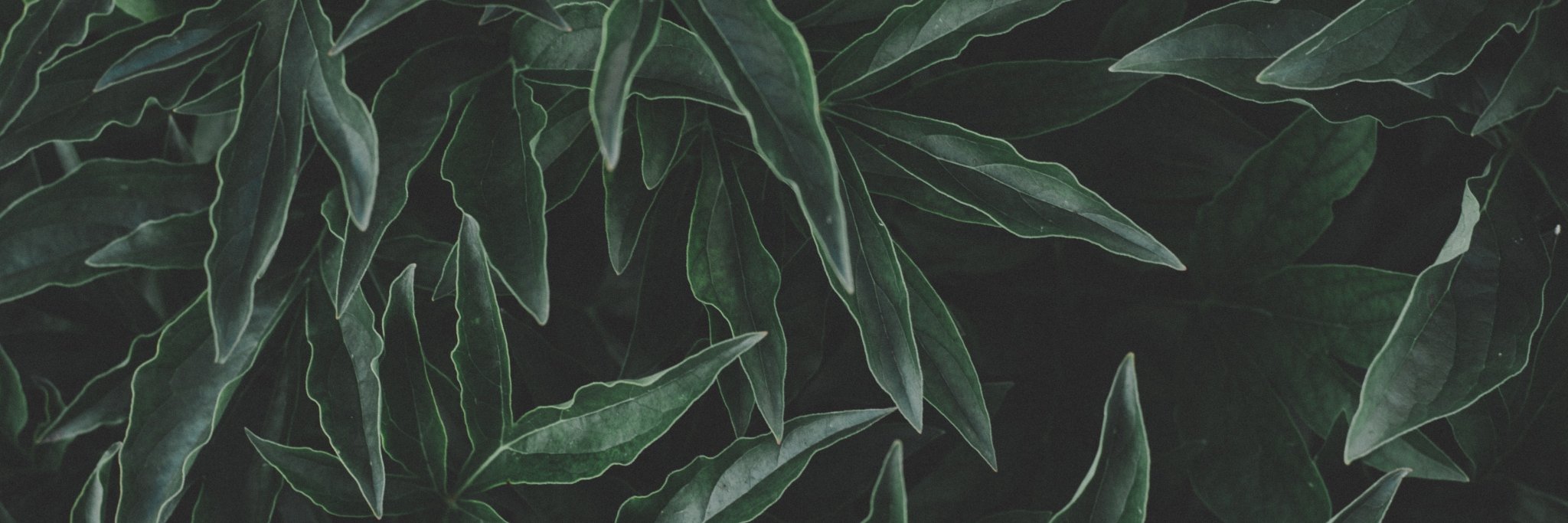 ibrahimylwz's profile banner image