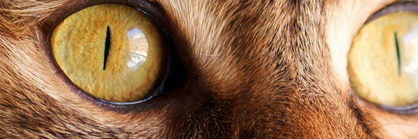 nummi Profile Banner