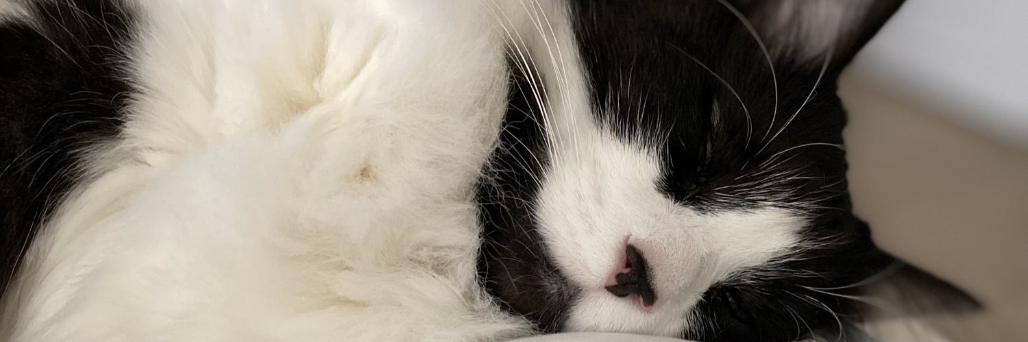 celeste_kidd's profile banner image