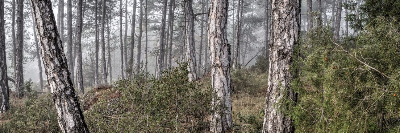 Waldplanet's profile banner image