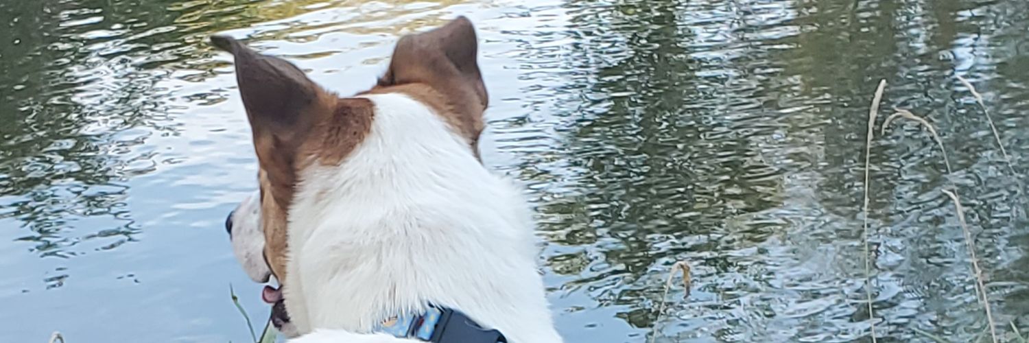 RandiLeaWriting's profile banner image