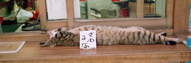 ずい banner