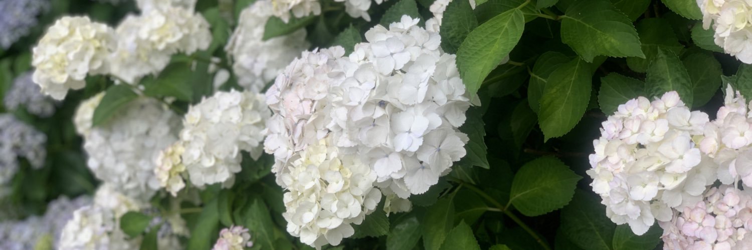 risuko_odisgon's profile banner image