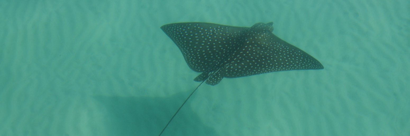 Kim Bassos-Hull banner