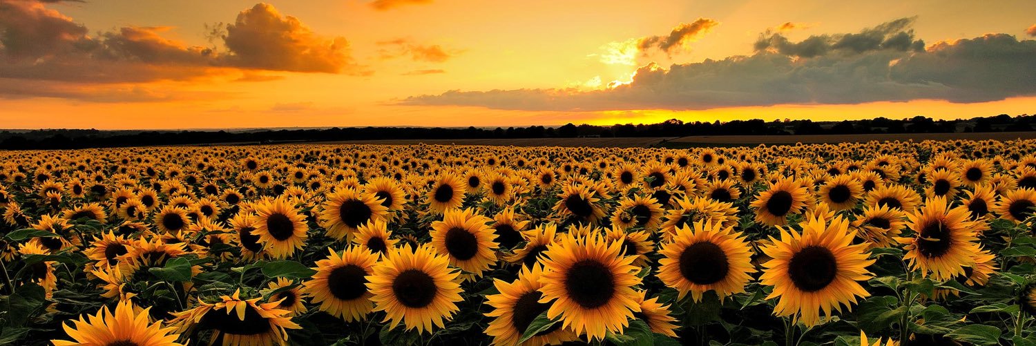 casvedu's profile banner image