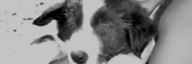 juliarooca's profile banner image
