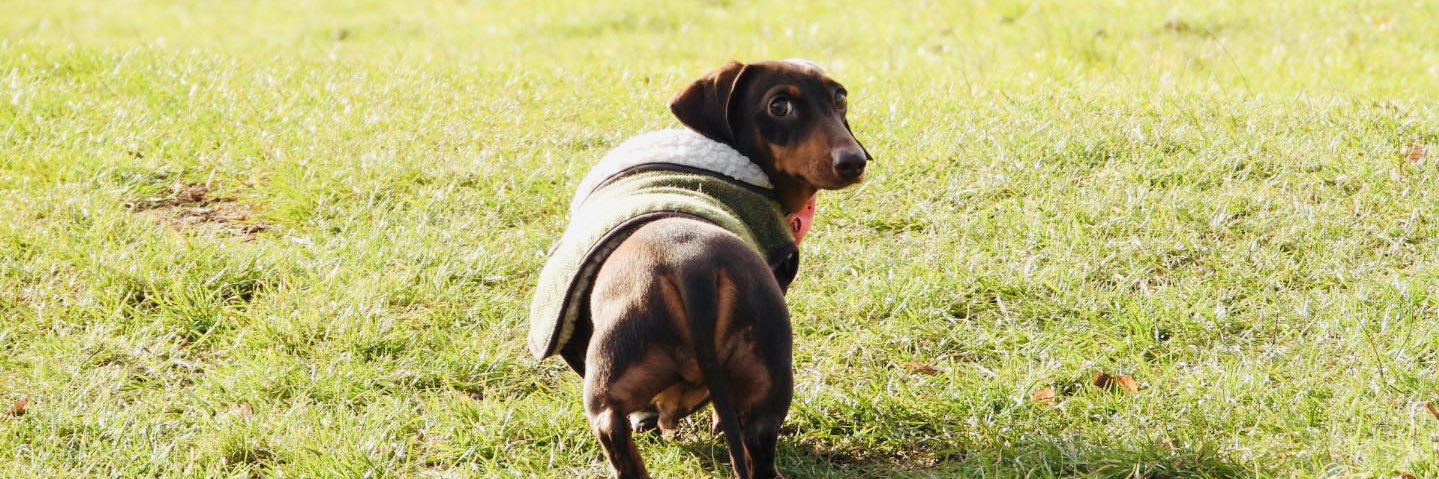 🐻Nature&wildlife 🦔 banner