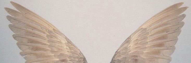 deidra_dorough's profile banner image