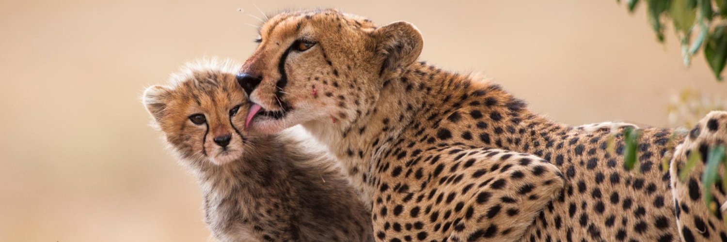 Action for Cheetahs in Kenya banner