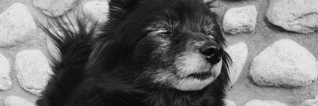 _saylena's profile banner image