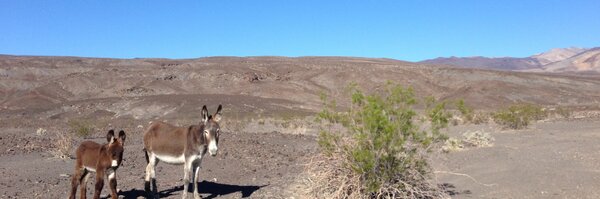 lizgannes Profile Banner