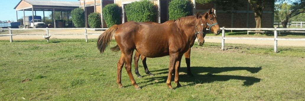 Gabriel Rodriguez banner