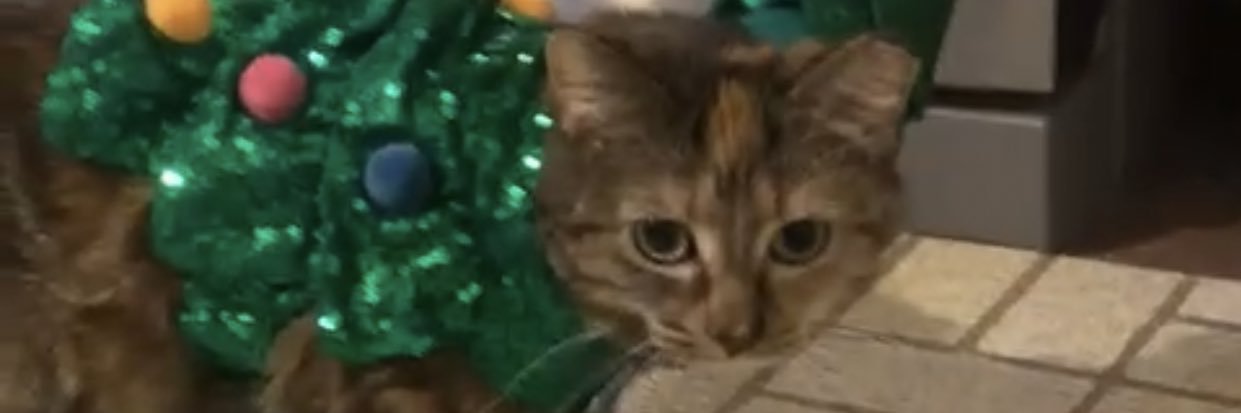 libbyb2020's profile banner image
