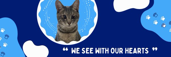 BlindCatRescue Profile Banner