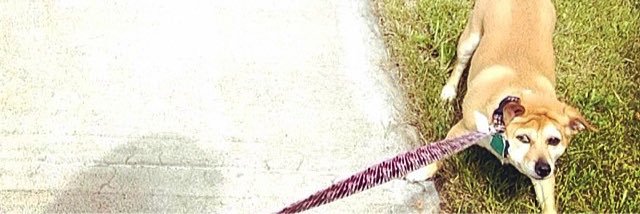 hellotracijane's profile banner image