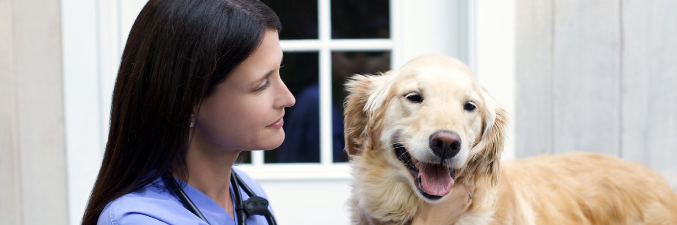 Bespokevetservice banner