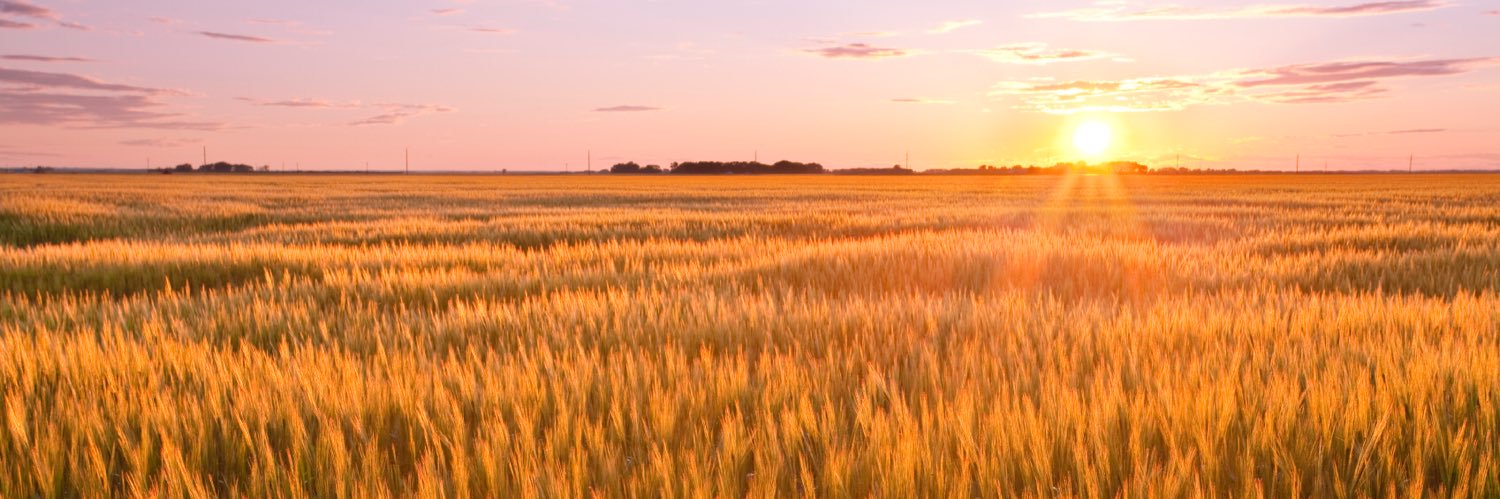 Emily Rankin, Ed.S., FCCT banner