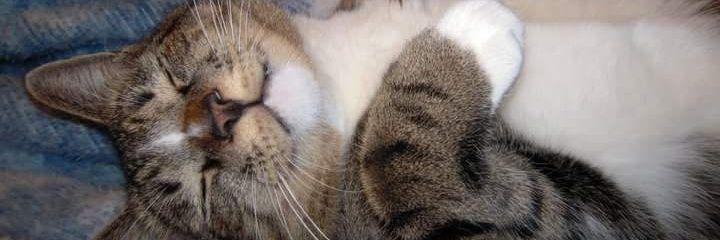 Ryan Kelly Eisenberg 🐱 banner