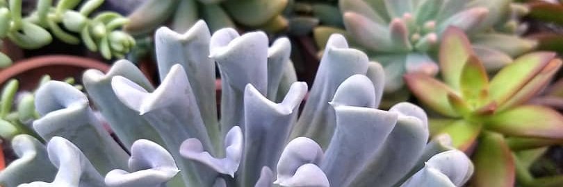 Yolanda Avendaño banner