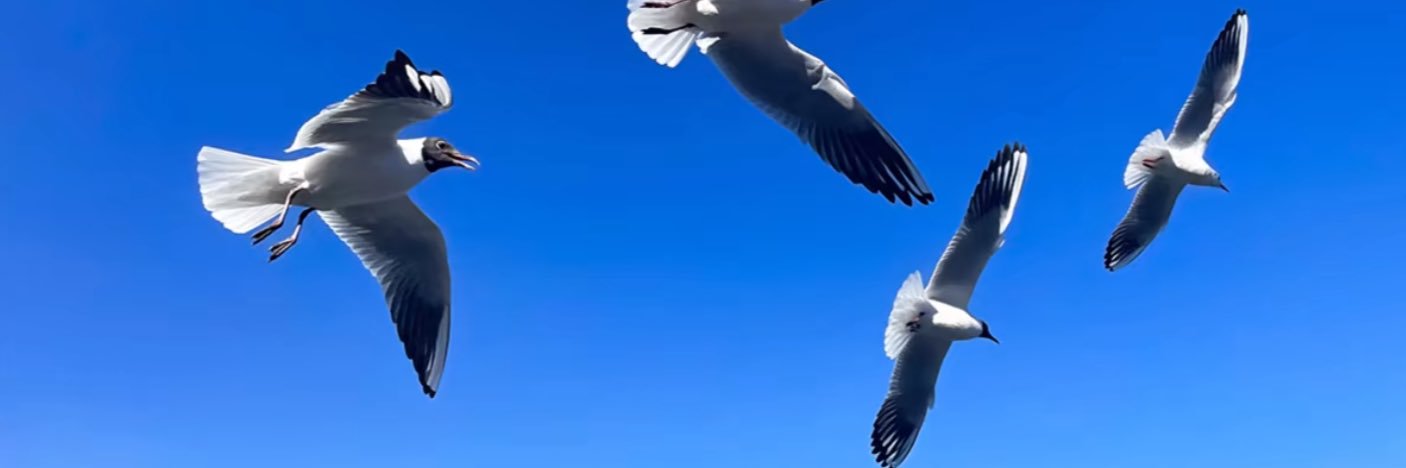 比特币熊猫宝宝 banner