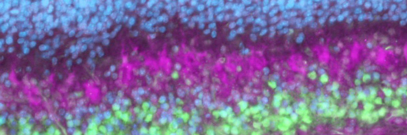 cjfMDPhD's profile banner image