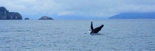 AFerello Profile Banner