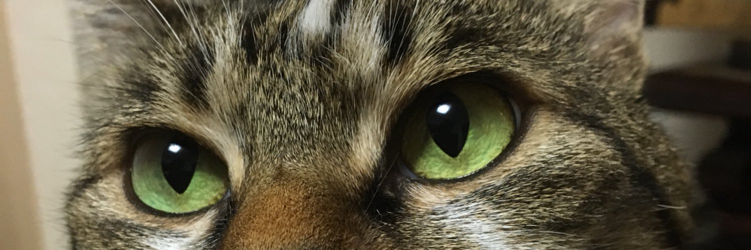tontoro3's profile banner image