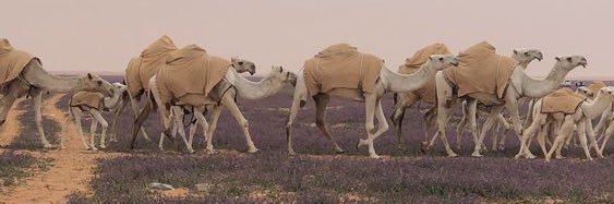 78zayed's profile banner image