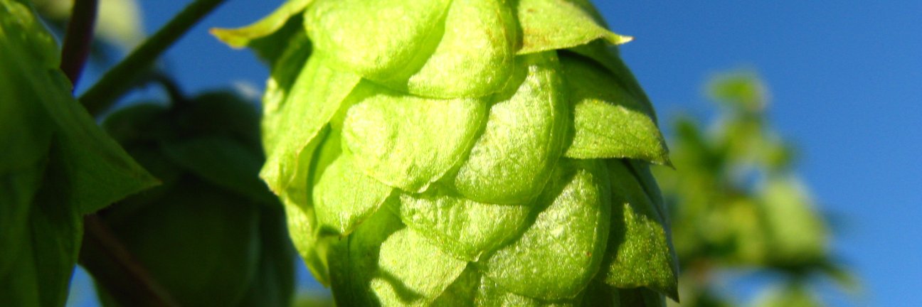 𝙰𝚕𝚙𝚑𝚊-𝚊𝚌𝚒𝚍 𝚁𝚎𝚏𝚕𝚞𝚡 banner