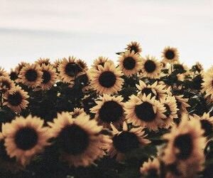 Chlo_Chappell17's profile banner image