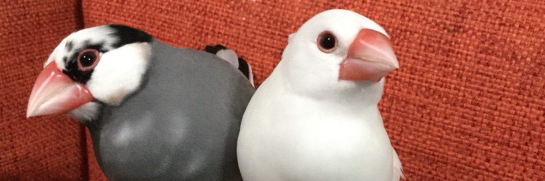 ﾚﾓﾏﾏ🍋( ●⁰⊖⁰●) 𓂋𓇋𓅓𓍯𓅓𓄿𓅓𓄿 banner