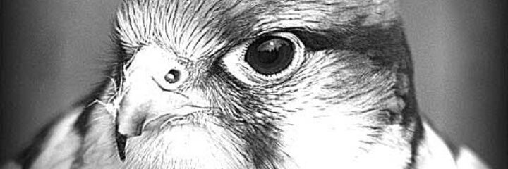 chembions's profile banner image