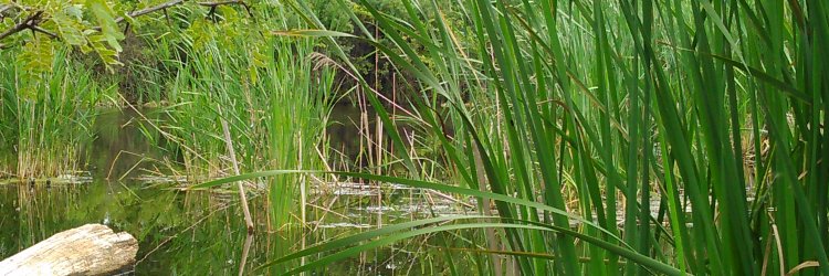 Pamela Weisenhorn banner