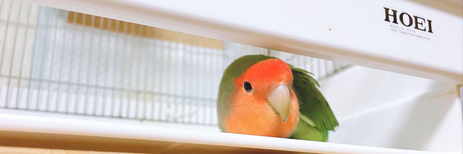 Parakeet_PandG's profile banner image