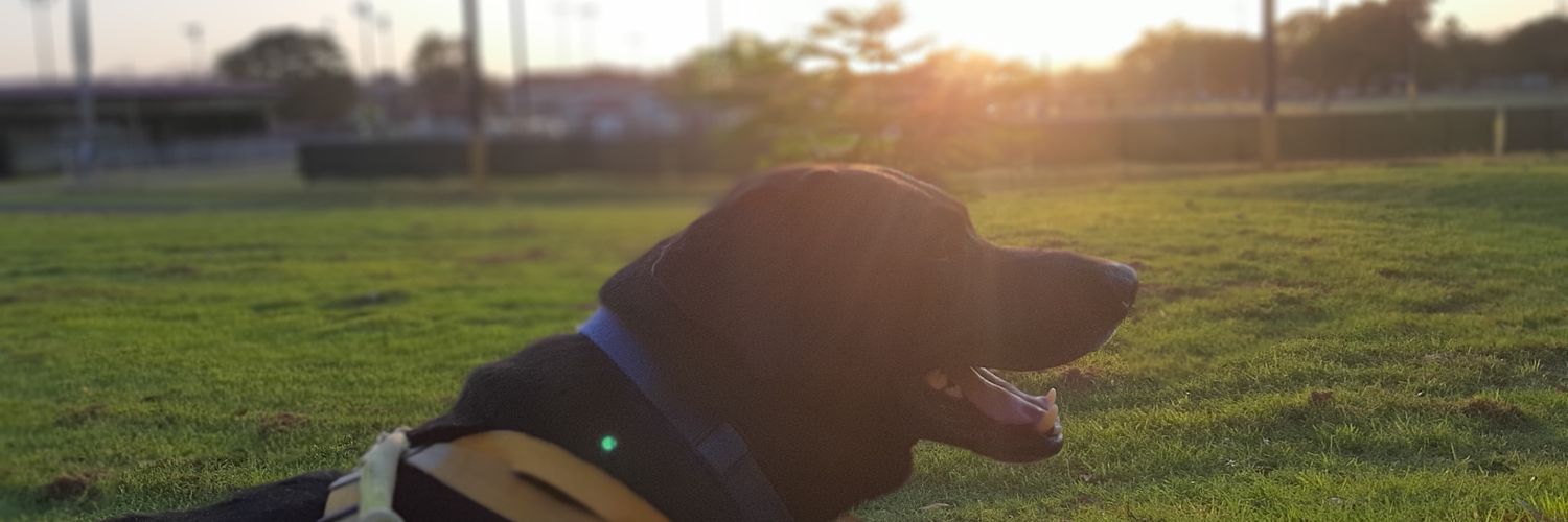 Ytzvan Mastino banner