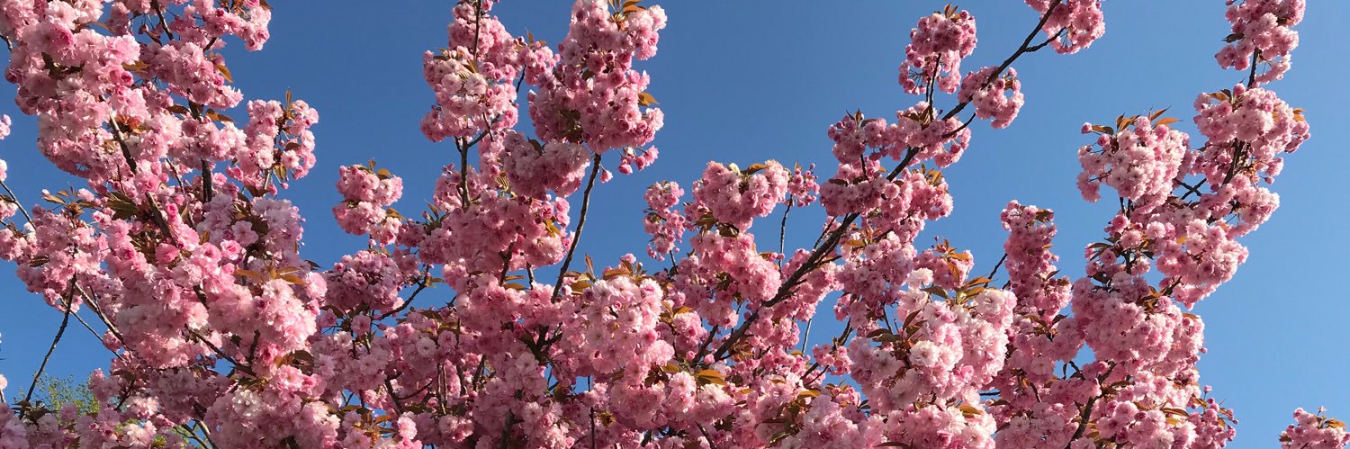 Yuriko Backes banner