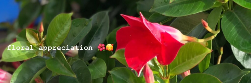 heytherecarmi's profile banner image
