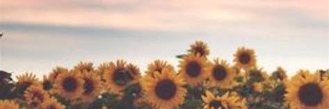 Camifrites's profile banner image