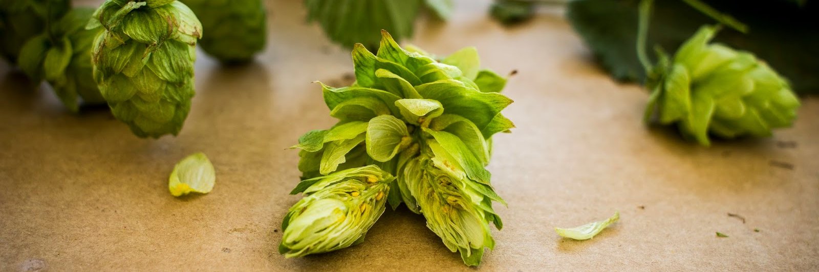 Fresh Hop Pop-Up Beer Fest banner