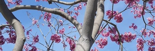 gracepce's profile banner image