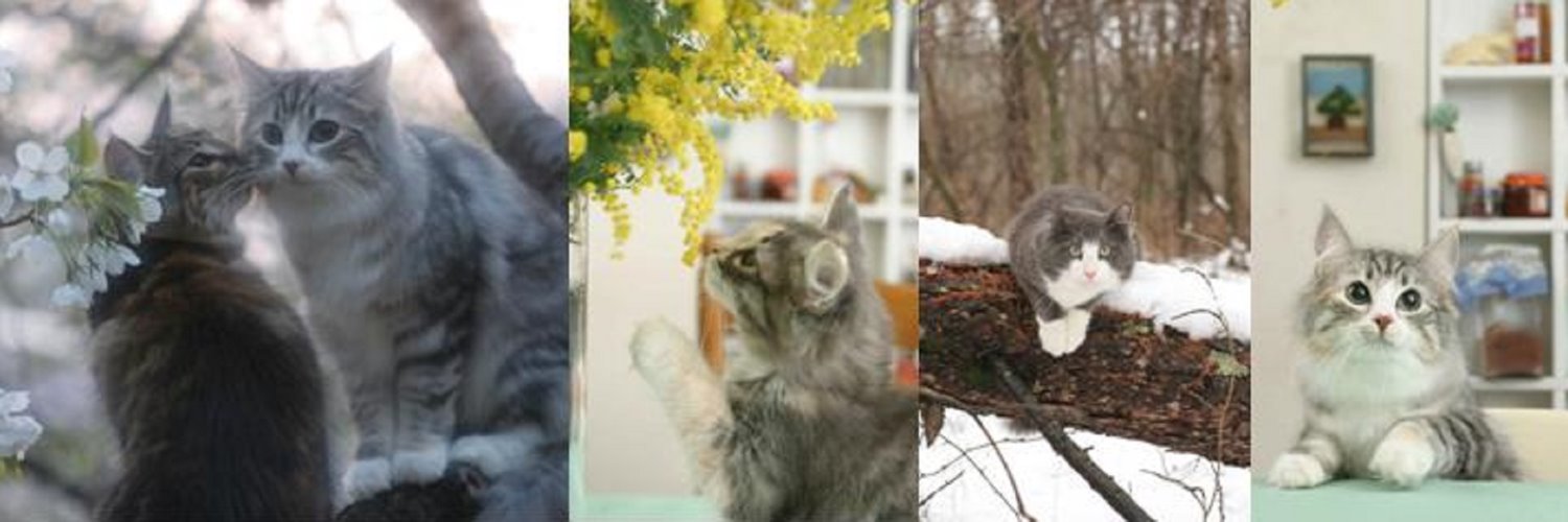 那須の森猫RIEN（ノルウェージャンフォレストキャットブリーダー） banner