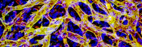MeleroMartinLab Profile Banner