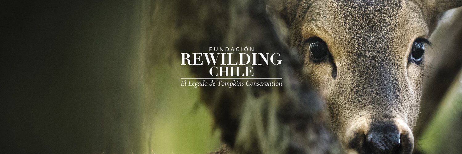 Fundación Rewilding Chile's banner